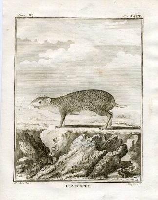 Antique Print-AKOUCHI-GUYANA-Buffon-1766