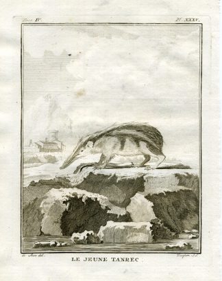 Antique Print-TENREC-Buffon-1766