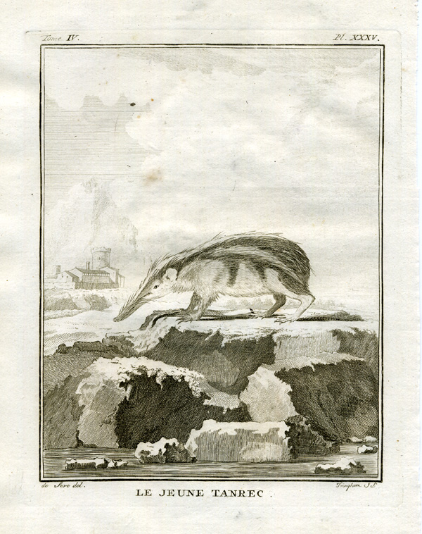 , Antique Print-TENREC-Buffon-1766, Pictura Antique Prints