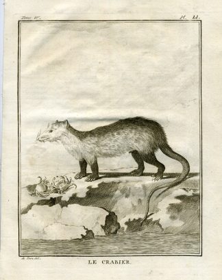 Antique Print-CRAB-OPPOSUM-LE CRABIER-Buffon-1766
