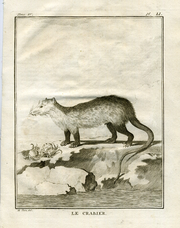 , Antique Print-CRAB-OPPOSUM-LE CRABIER-Buffon-1766, Pictura Antique Prints