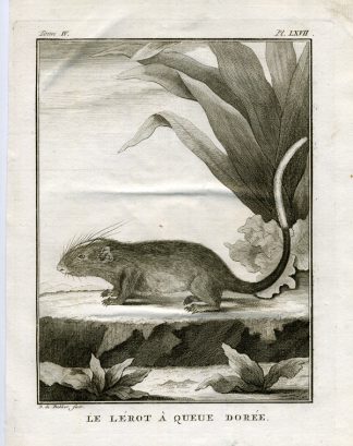 Antique Print-DORMOUSE-LEROT-Buffon-1766