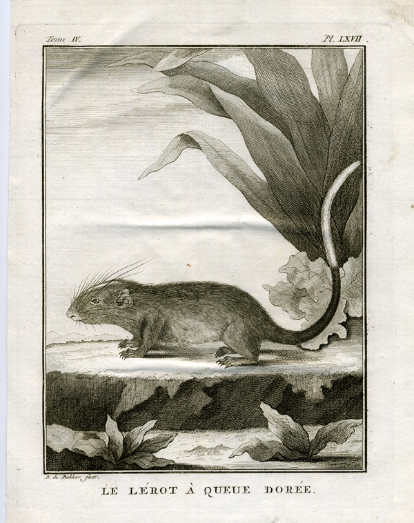 , Antique Print-DORMOUSE-LEROT-Buffon-1766, Pictura Antique Prints
