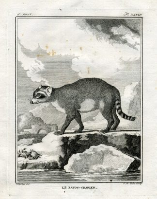 Antique Print-RACCOON-Buffon-1766