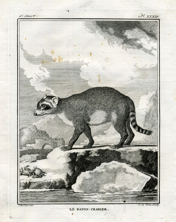 , Antique Print-RACCOON-Buffon-1766, Pictura Antique Prints