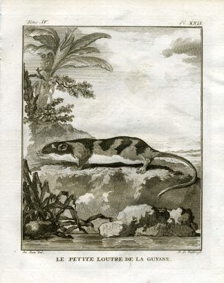 Antique Print-OTTER-GUYANA-SOUTH AMERICA-Buffon-1766