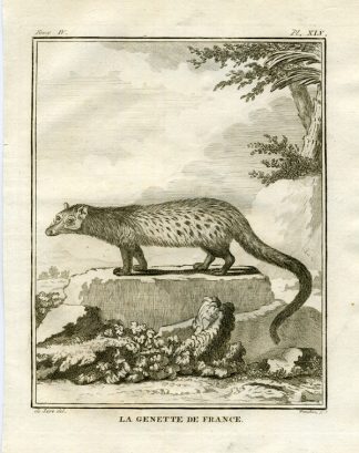 Antique Print-GENET-FRANCE-Buffon-1766