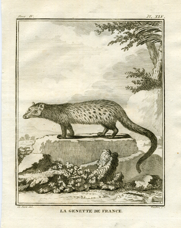 , Antique Print-GENET-FRANCE-Buffon-1766, Pictura Antique Prints