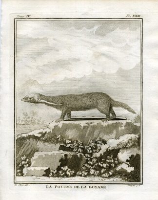 Antique Print-MARTEN-GUYANA-SOUTH AMERICA-Buffon-1766