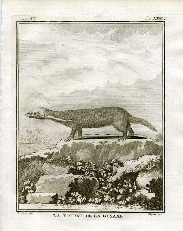 , Antique Print-MARTEN-GUYANA-SOUTH AMERICA-Buffon-1766, Pictura Antique Prints