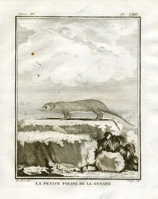 Antique Print-MARTEN-PETITE FOUINE-GUYANA-SOUTH AMERICA-Buffon-1766