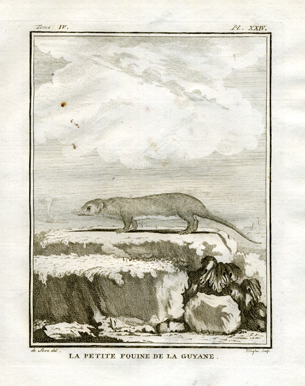 , Antique Print-MARTEN-PETITE FOUINE-GUYANA-SOUTH AMERICA-Buffon-1766, Pictura Antique Prints