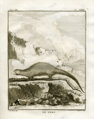 Antique Print-MONGOOSE-Buffon-1766