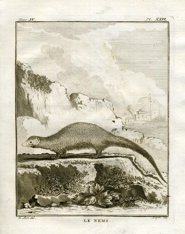 , Antique Print-MONGOOSE-Buffon-1766, Pictura Antique Prints