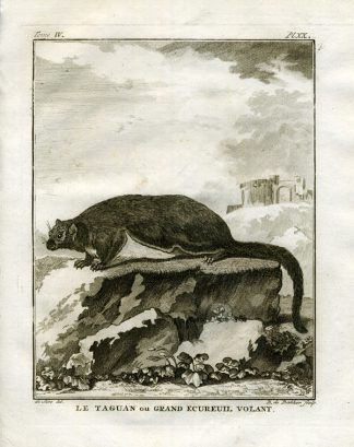 Antique Print-RED GIANT FLYING SQUIRREL-Buffon-1766