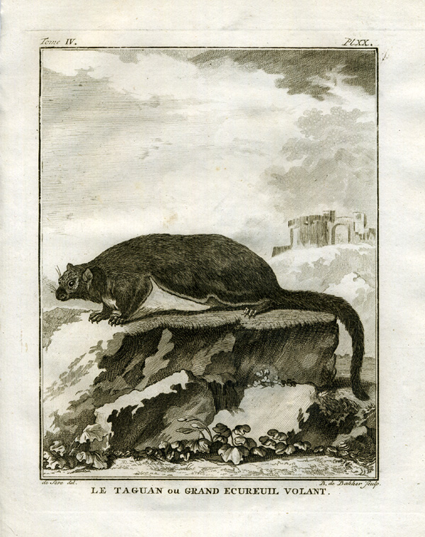 , Antique Print-RED GIANT FLYING SQUIRREL-Buffon-1766, Pictura Antique Prints