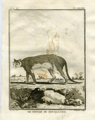 Antique Print-COUGAR-PUMA-PENNSYLVANIA-Buffon-1766