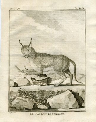 Antique Print-CARACAL-BENGAL-INDIA-Buffon-1766