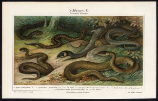 Antique Print-VIPER-ADDER-RING-SNAKES-Meyers-1902