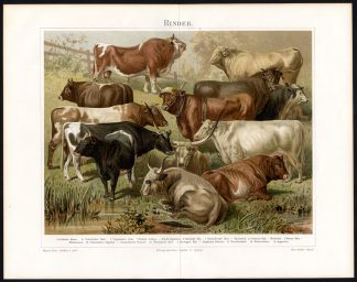 Antique Print-COWS-BULLS-RINDER-BREEDS-Meyers-1897