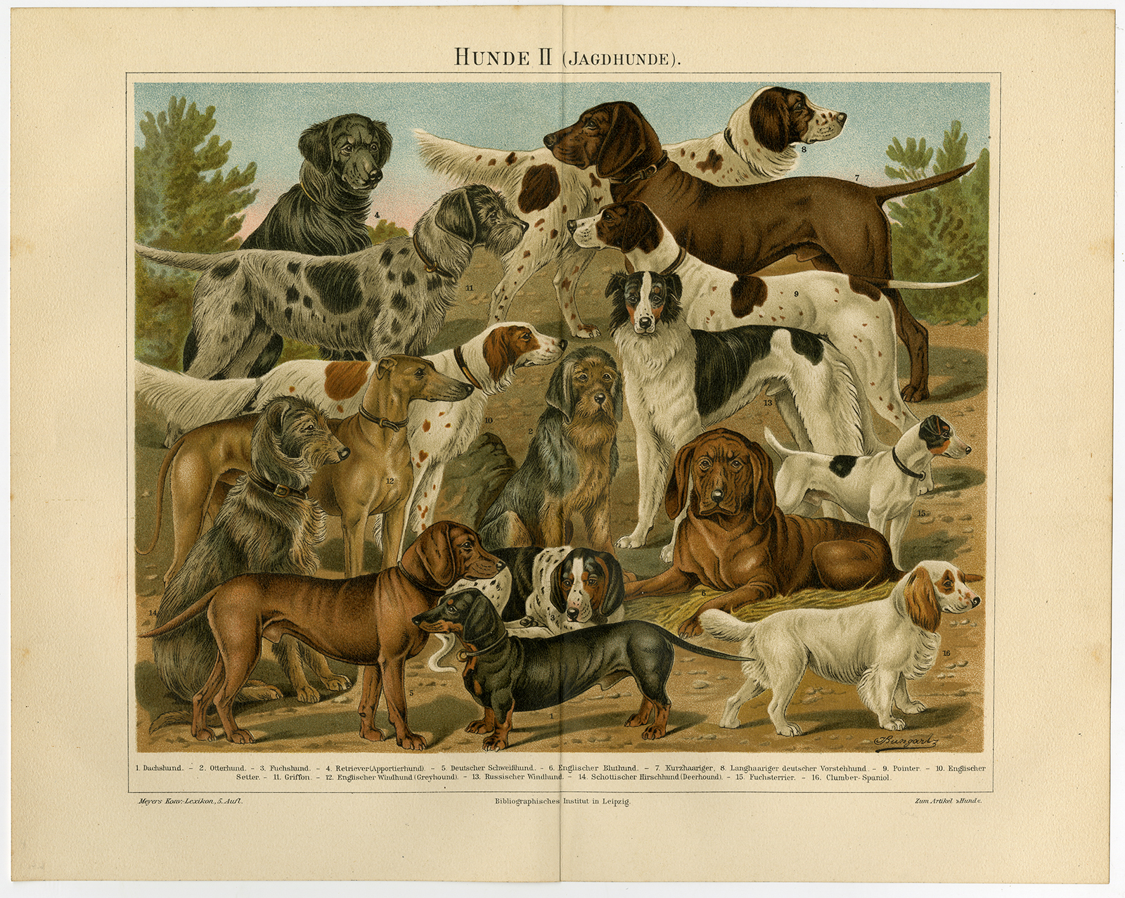 , Antique Print-HUNTING-DOG-BREEDS-RETRIEVER-CLUMBER SPANIEL-GREYHOUND-Meyers-1893, Pictura Antique Prints