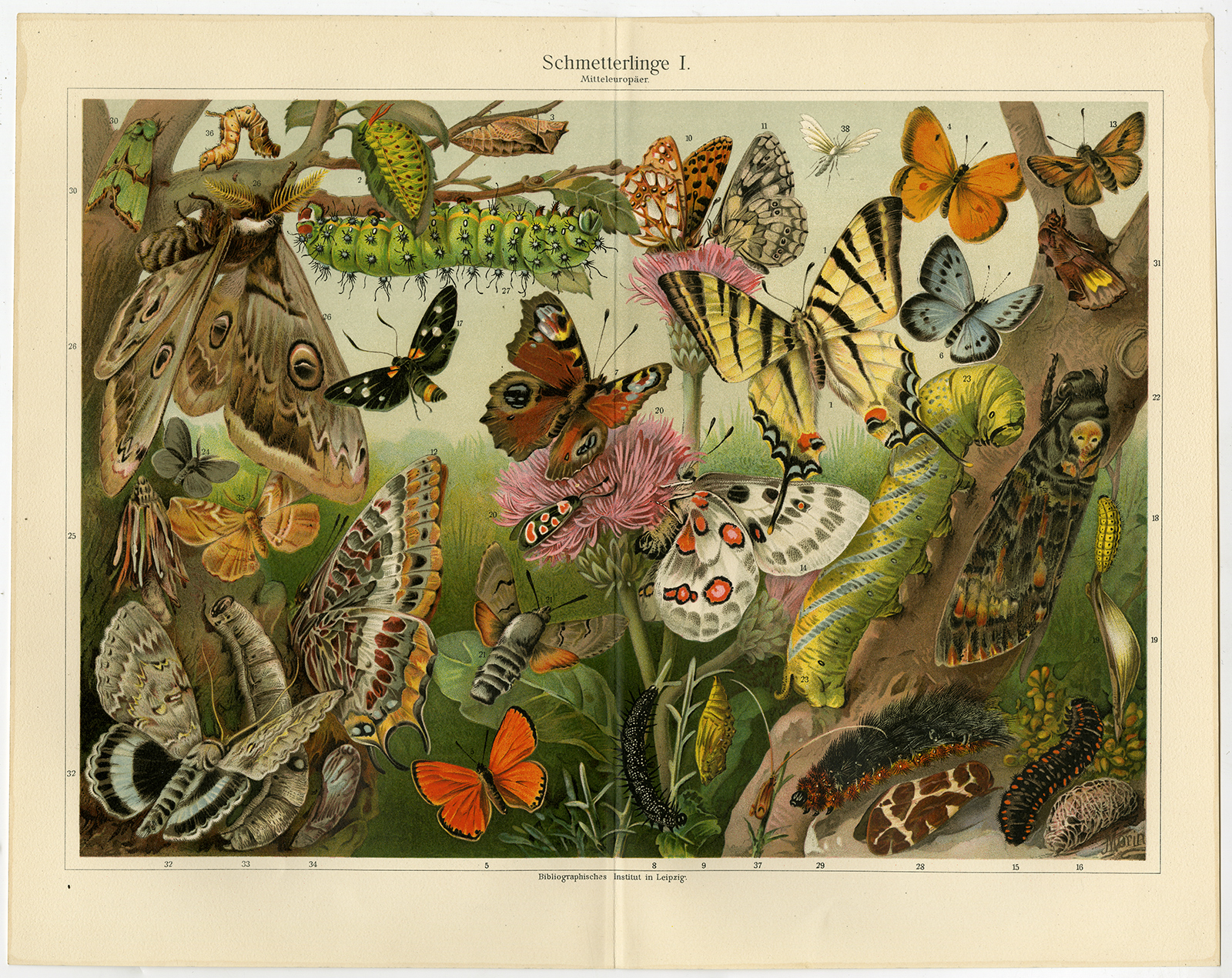 , Antique Print-BUTTERFLY-BREEDS-Plate II-Morin-Meyers-1897, Pictura Antique Prints