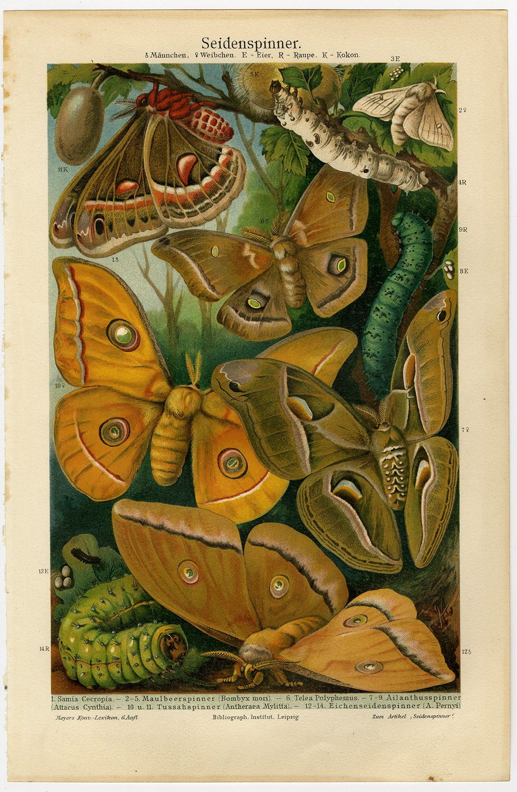 , Antique Print-SILKWORM-BREEDS-BUTTERFLY-Morin-Meyers-1897, Pictura Antique Prints