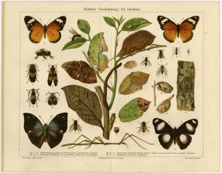 Antique Print-MIMICRY-BUTTERFLY-INSECTS-Meyers-1897