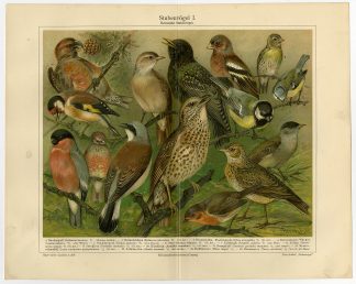 Antique Print-DOMESTIC-SONG BIRDS-Meyers-1897