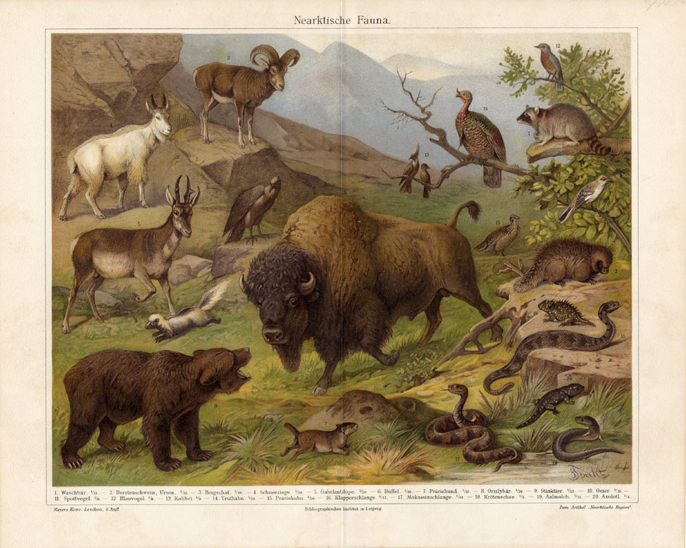 Ebv0374 3 416x332 Antique Print-NEARCTIC FAUNA-Oosthoek-Meyers-1897