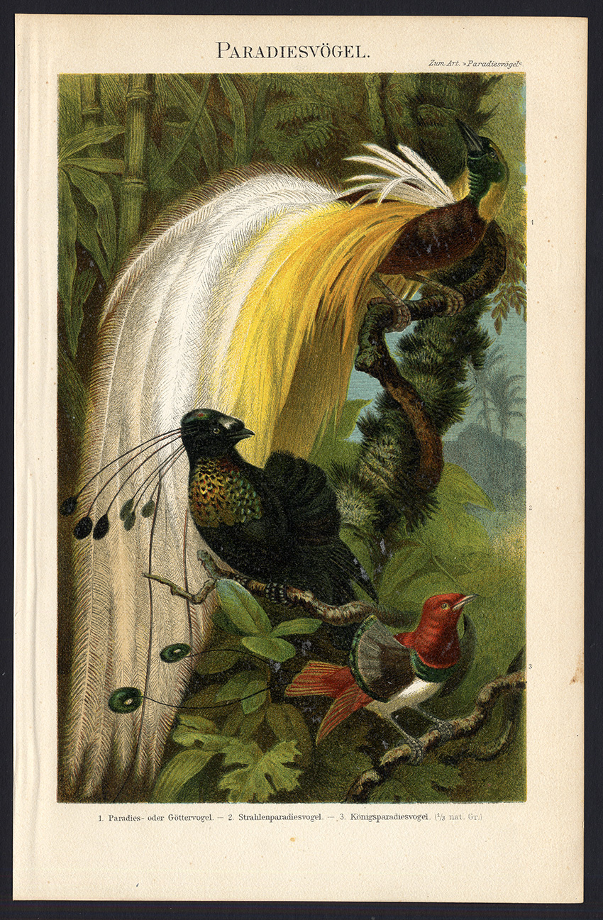 , Antique Print-PARADISE BIRDS-Meyers-1897, Pictura Antique Prints