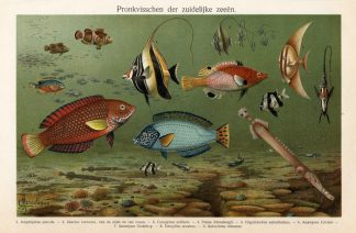 Antique Prints- CORNET FISH-CLOWN-SOUTH SEA-Meyers-1900