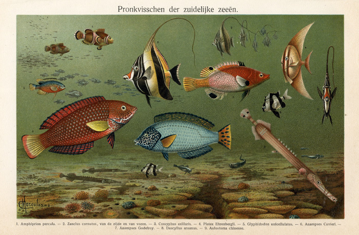 , Antique Prints- CORNET FISH-CLOWN-SOUTH SEA-Meyers-1900, Pictura Antique Prints