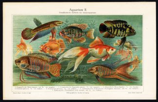 Antique Print-TROPICAL FISH-AQUARIUM-Meyers-1895