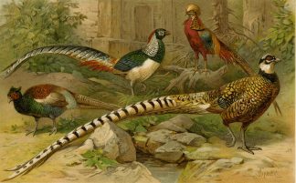Antique Print-PHAESANTS-Meyers-1897