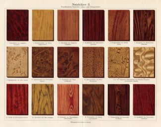 Antique Print-WOOD-TIMBER-Meyers-1897