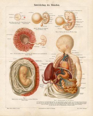 Antique Medical Print-HUMAN EMBRYO-BABY-Meyers-1897