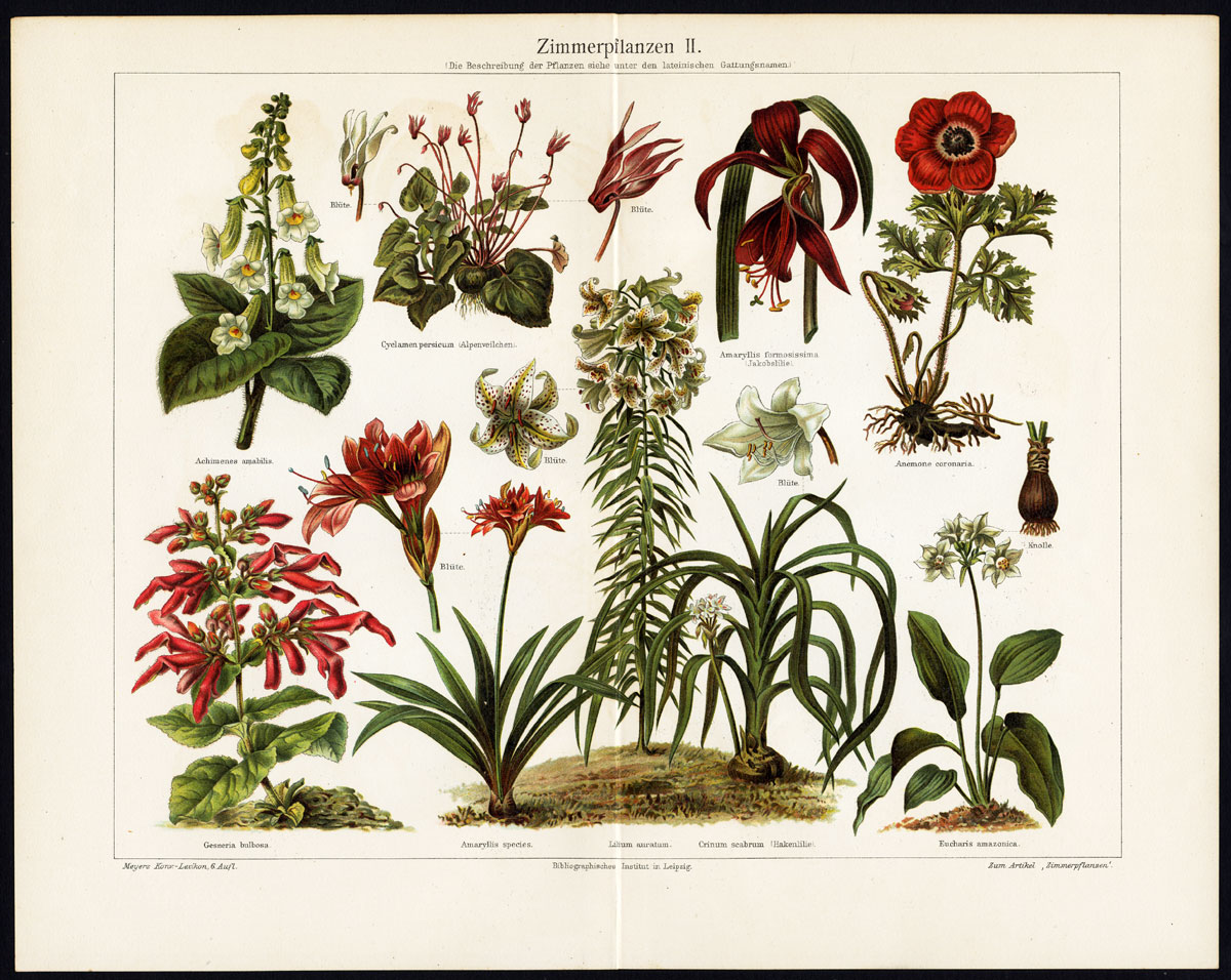 , Antique Prints-HOUSE PLANT-LILY-AMARYLLIS-Meyers-1897, Pictura Antique Prints