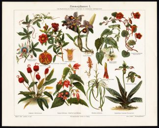 Antique Prints-HOUSE PLANT-PASSIONFLOWER-Meyers-1897