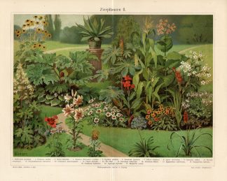 Antique Prints-ORNAMENTAL PLANTS-CACTUS-Meyers-1897