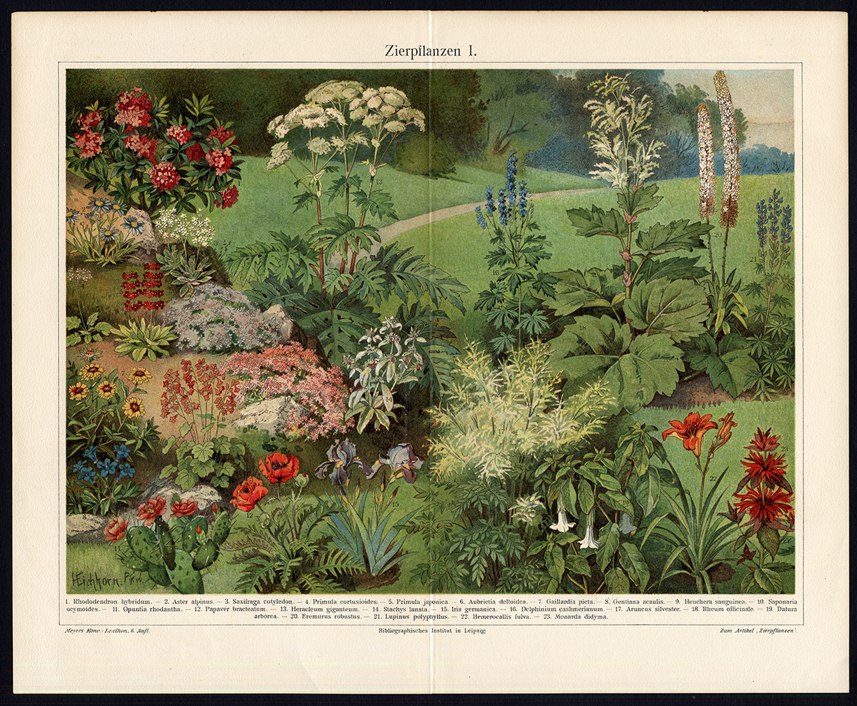 , Antique Prints-ORNAMENTAL PLANTS-PAPAVER-Meyers-1897, Pictura Antique Prints