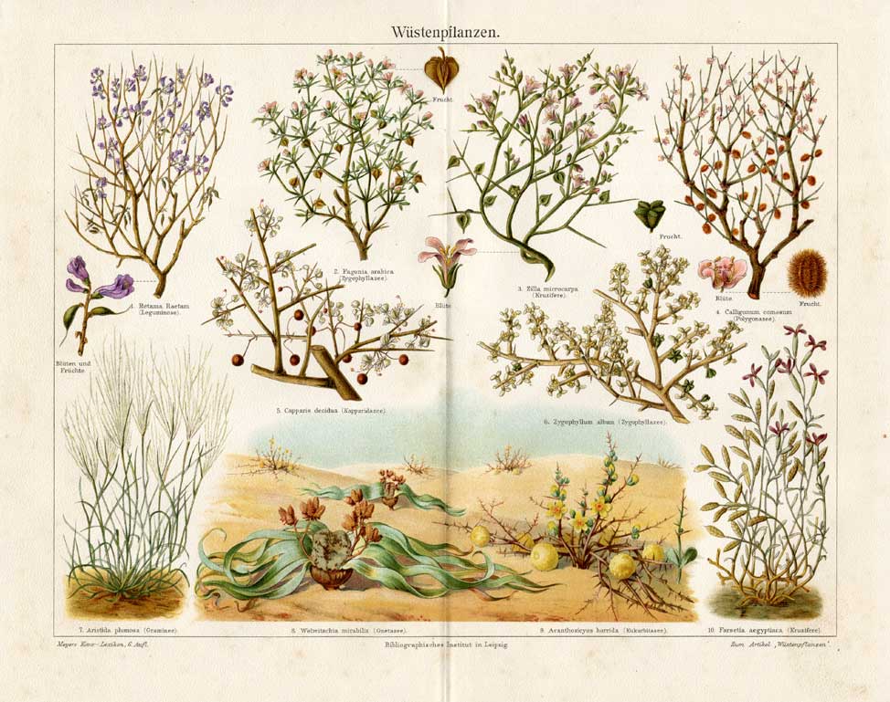 Ebv0682 416x328 Antique Prints-DESERT PLANT-WASTELAND-Meyers-1897
