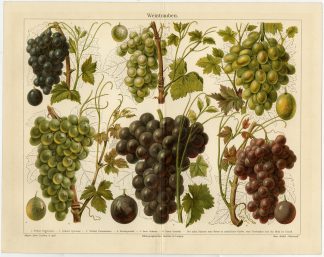 Antique Prints-WINE GRAPES-RED-WHITE-Meyers-1893