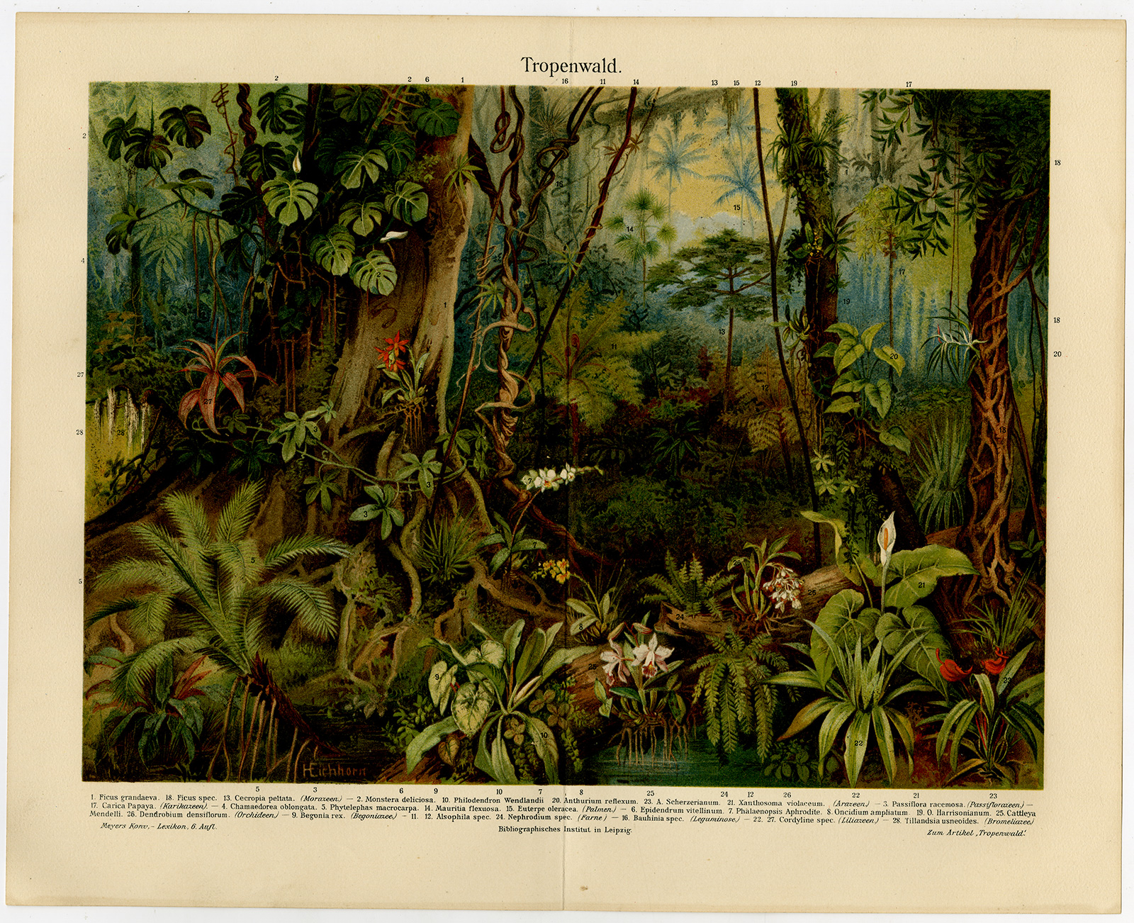 Ebv0688 8 416x339 Antique Print-JUNGLE-TROPICAL FOREST-FLOWERS-Meyers-1902