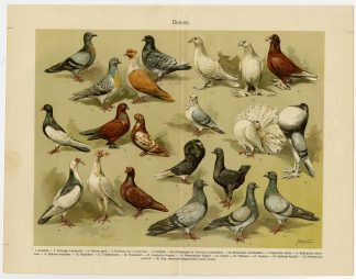 Antique Prints-DOMESTIC PIGEON-DOVES-Oosthoek-1916