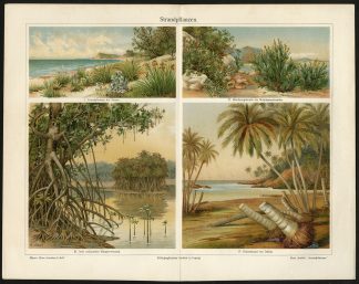 Antique Prints-BEACH PLANT-COCUNUT TREE-CEYLON-SRI LANKA-MALAYSIA-Meyers-1897