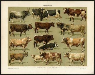 Antique Prints-CATTLE BREEDS-COW-BULL-Meyers-1897
