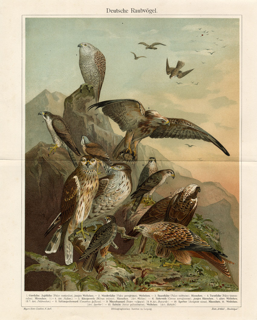 , Antique Prints-BIRDS OF PREY-BUZZARD-HAWK-Meyers-1897, Pictura Antique Prints