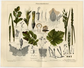 Antique Prints-PLANT-PATHOLOGY-DISEASES-Meyers-1897
