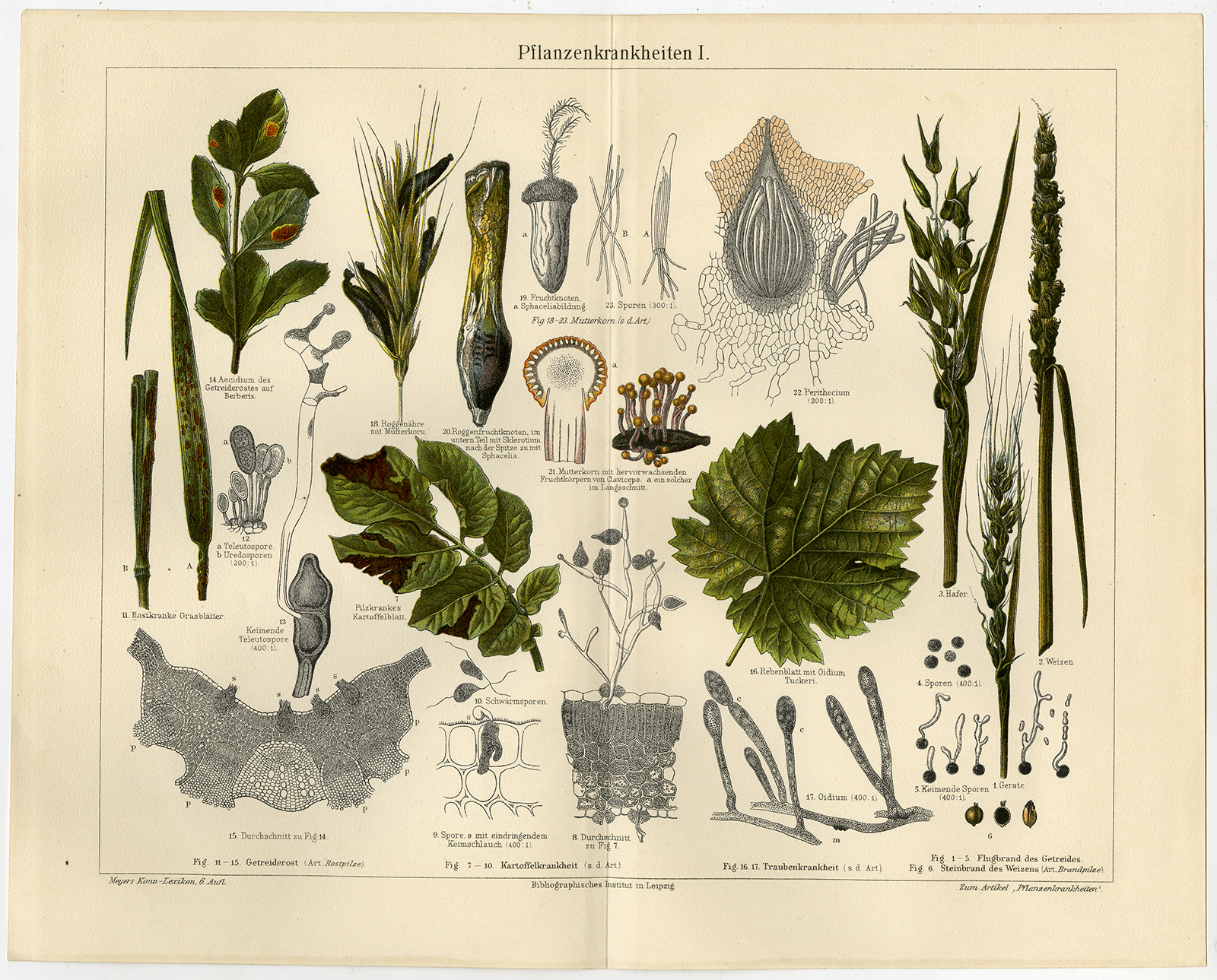 , Antique Prints-PLANT-PATHOLOGY-DISEASES-Meyers-1897, Pictura Antique Prints